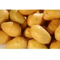 Kufri Ashoka -1 Potato