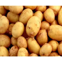 Kufri Ashoka -2 Potato