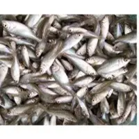 Stock Fish
