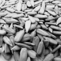 Sunflower Kernel