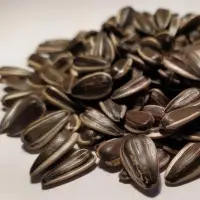 Konfeta And Jaguar (Striped) Black Seeds