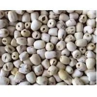 Vietnam White Lotus Seeds