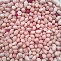 Groundnut Kernel