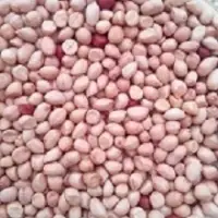 Groundnut Kernel