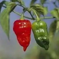 Hot Naga Chili