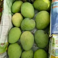 Himsagar Mango