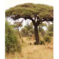 Acacia Wood