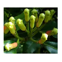 Clove Stem Oil