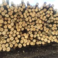 Birch Round Logs AB Grade
