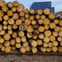 Spruce Round Logs ABC Grade