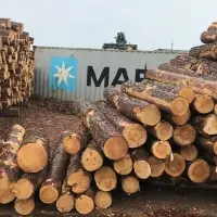 Pine Round Logs (Redwood)