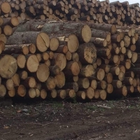 Eastern Spruce Round Logs