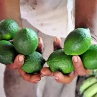 Persian Limes