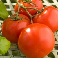 Fresh Tomatoes