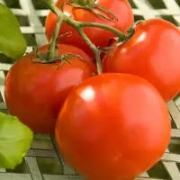 Fresh Tomatoes