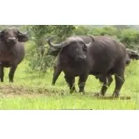Buffalo
