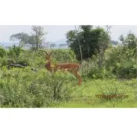 Deer