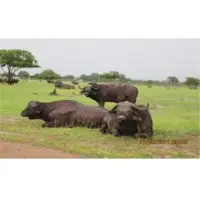 Buffalo