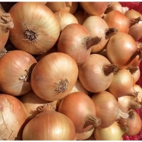 Organic Golden Yellow Onion