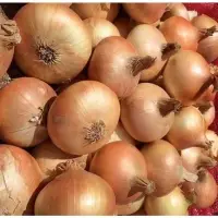 Organic Golden Yellow Onion