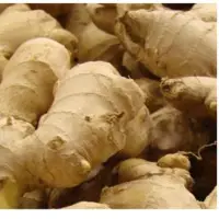 Ginger