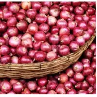 Onion