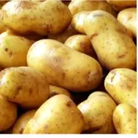 Potato