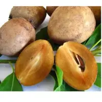 Sapodilla