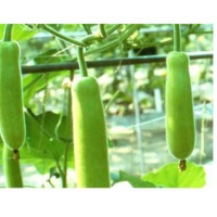 Bottle Gourd