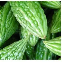 Bitter Gourd