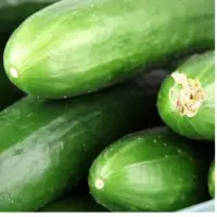 Cucumber