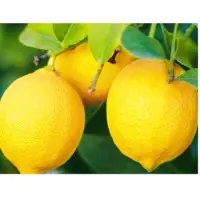 Lemon