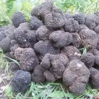 Truffles (Tuber Aestivum)