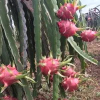 Viet Nam Dragon Fresh Fruit
