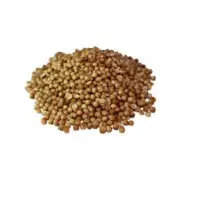 Coriander Seeds