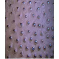 Cow ostrich print