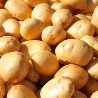 Potato