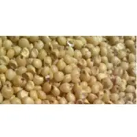 Sorghum (Jawar)