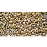 Millet (Bajara)