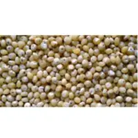 Millet (Bajara)