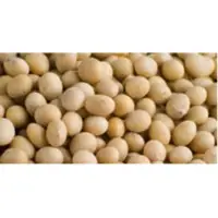 Soybean