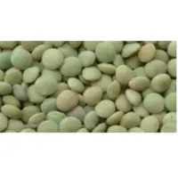 Green Lentil (Toor)