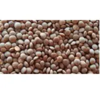 Indian Brown Lentil (Masur)