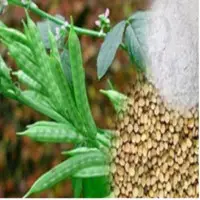 Guar Gum Powder