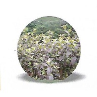 Kala Tulsi