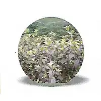 Kala Tulsi