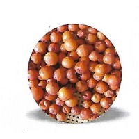 Boroi Baer