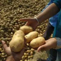 Indian Potatoes
