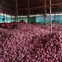 Fresh Red Onion