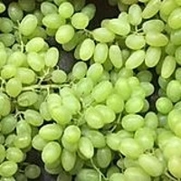 Indian Grapes